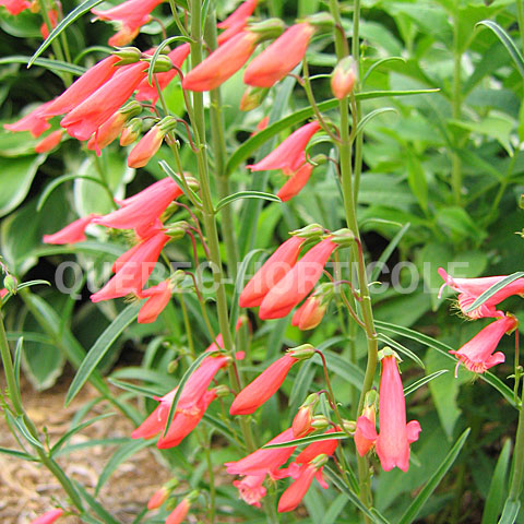 image de Penstemon barbatus Coccineus