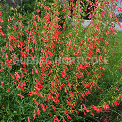 image de Penstemon barbatus Coccineus