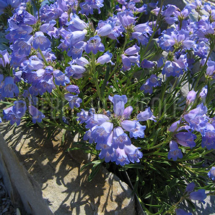 image de Penstemon hallii 