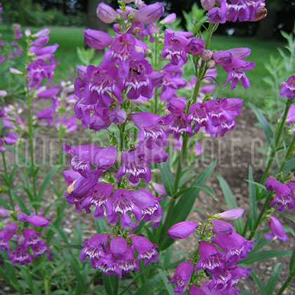 image de Penstemon Prairie Dusk