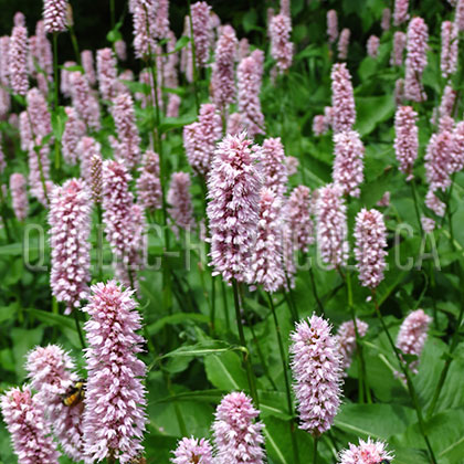 image de Persicaria bistorta Superba