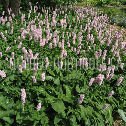 image de Persicaria bistorta Superba