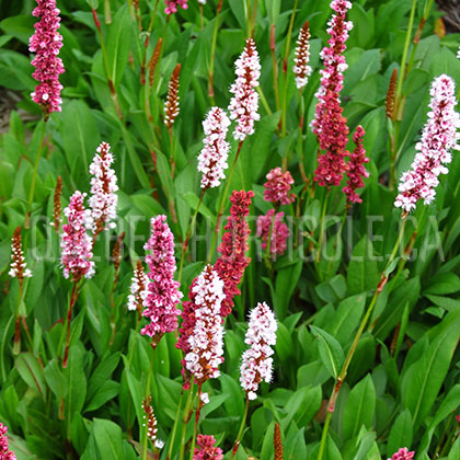 image de Persicaria affinis 