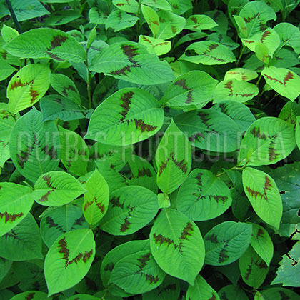 image de Persicaria virginiana filiformis Lance Corporal