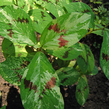 image de Persicaria virginiana filiformis Painter's Palette