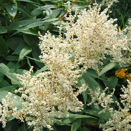 image de Persicaria polymorpha 