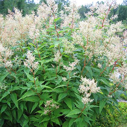 image de Persicaria polymorpha 