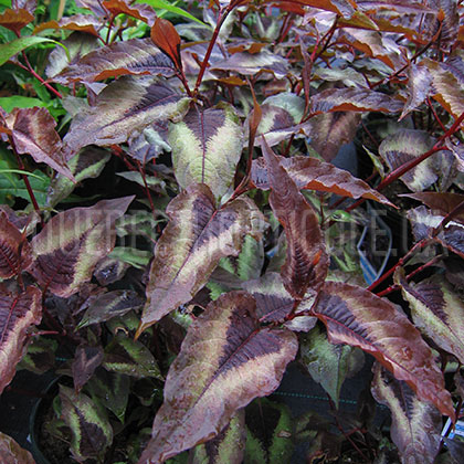 image de Persicaria microcephala Red Dragon