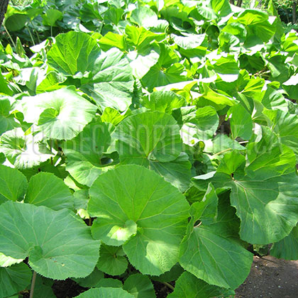 image de Petasites japonicus giganteus 