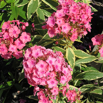 image de Phlox paniculata Becky Towe