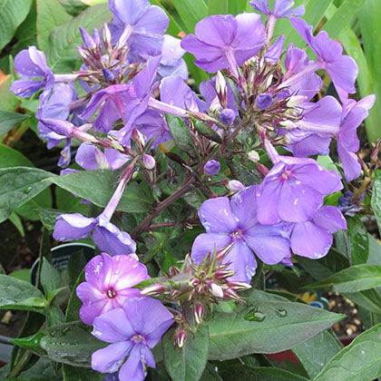 image de Phlox paniculata Blue Paradise