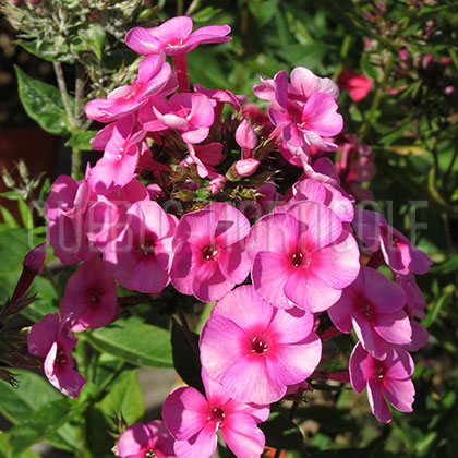 image de Phlox paniculata Cosmopolitan