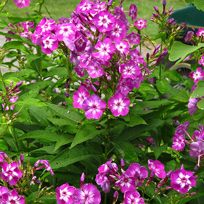 image de Phlox paniculata Laura