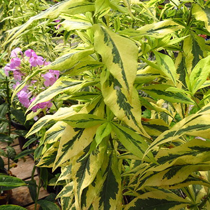 image de Phlox paniculata Shockwave