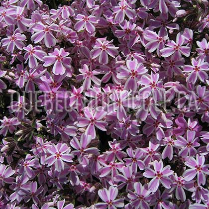 image de Phlox subulata Candy Stripe