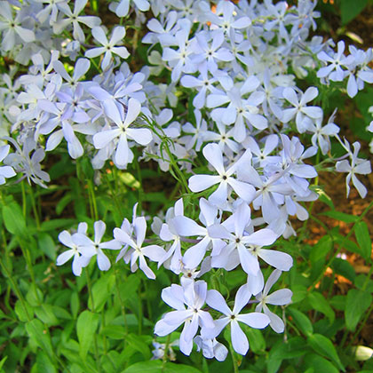 image de Phlox divaricata 