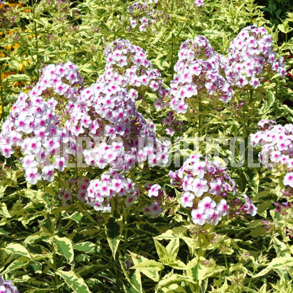 image de Phlox paniculata Norah Leigh