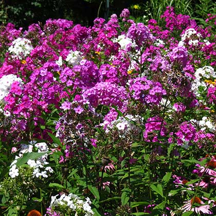 image de Phlox paniculata 