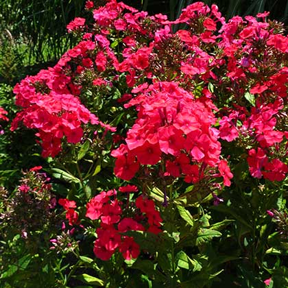 image de Phlox paniculata 