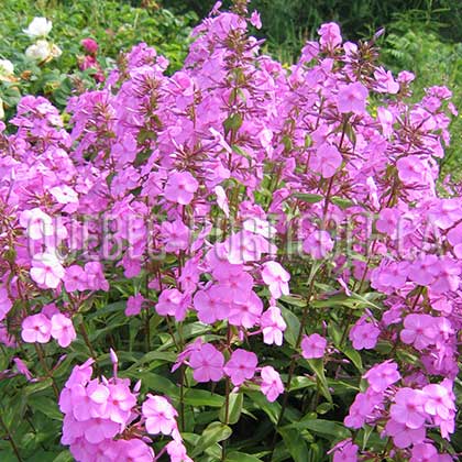 image de Phlox paniculata 