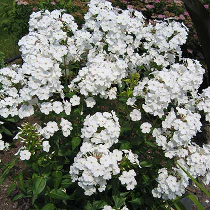 image de Phlox paniculata 