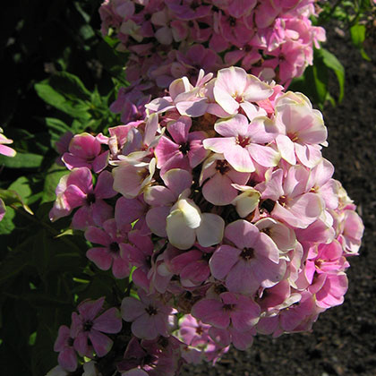 image de Phlox paniculata Sherbet Cocktail