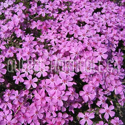 image de Phlox subulata 