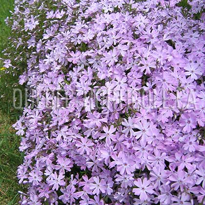 image de Phlox subulata 