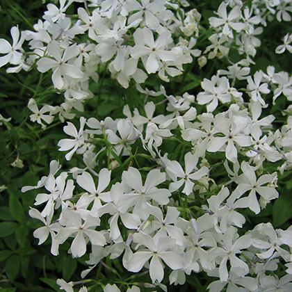 image de Phlox divaricata White Perfume