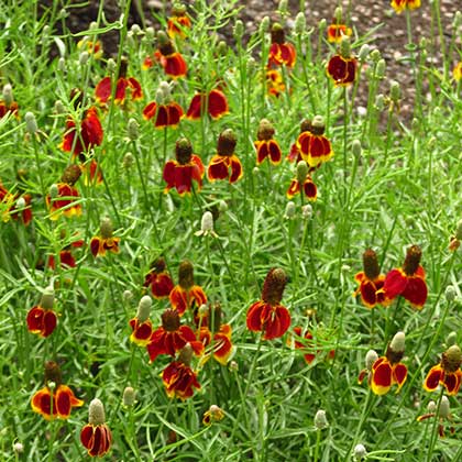 image de Ratibida columnifera pulcherrima 