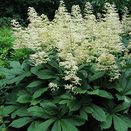 image de Rodgersia pinnata 