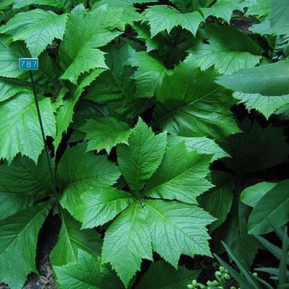 image de Rodgersia podophylla 