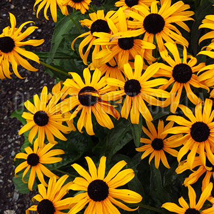 image de Rudbeckia fulgida sullivantii Pot of Gold