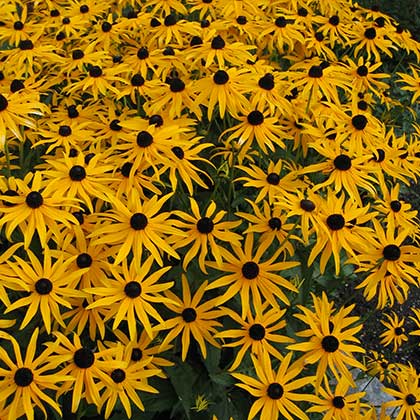 image de Rudbeckia fulgida sullivantii Goldsturm