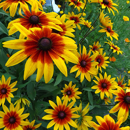 image de Rudbeckia hirta 