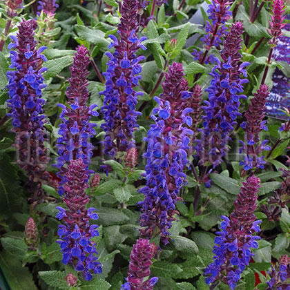 image de Salvia nemorosa New Dimension Blue