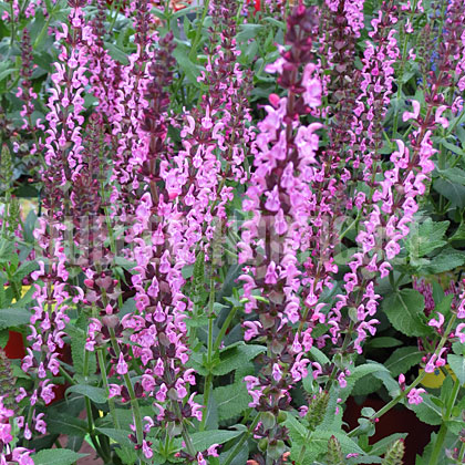 image de Salvia nemorosa Sensation Deep Rose Improved