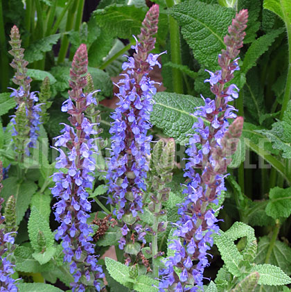 image de Salvia nemorosa Sensation Sky Blue