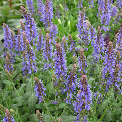 image de Salvia x sylvestris Blue Hill (Blauhügel)