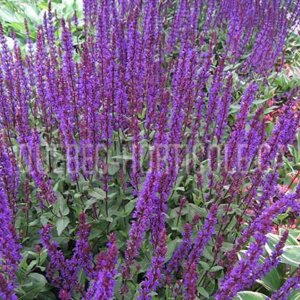 image de Salvia nemorosa Caradonna