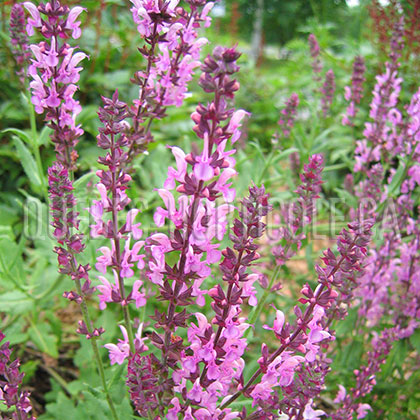 image de Salvia x sylvestris Rose Queen (Rosakönigin)