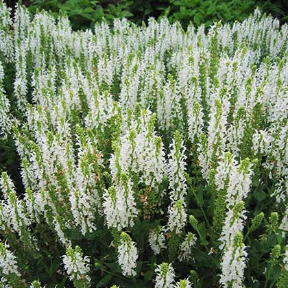 image de Salvia x sylvestris Snow Hill (Schneehügel)