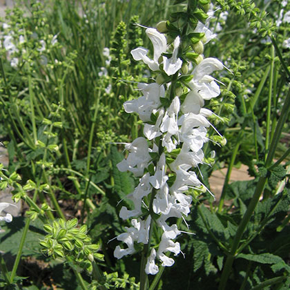 image de Salvia pratensis Swan Lake