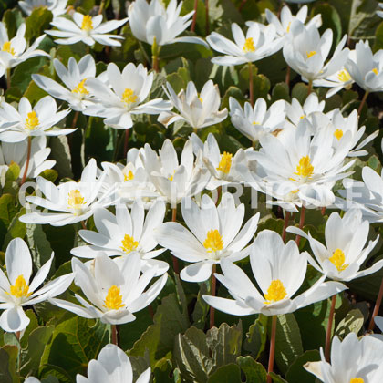 image de Sanguinaria canadensis 