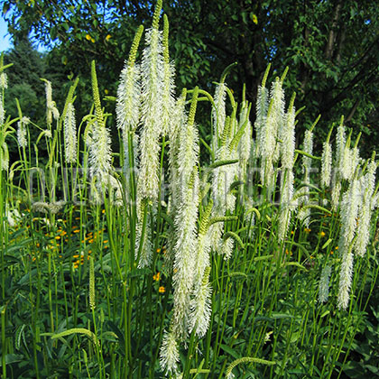 image de Sanguisorba canadensis 