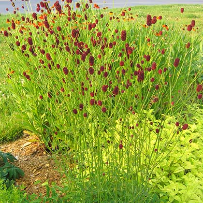 image de Sanguisorba officinalis Red Thunder