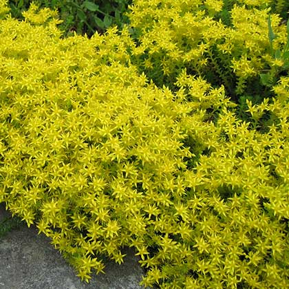 image de Sedum acre 