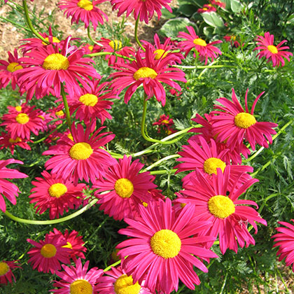 image de Tanacetum coccineum 