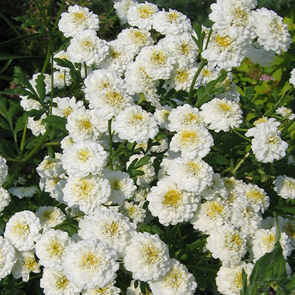 image de Tanacetum parthenium Double White