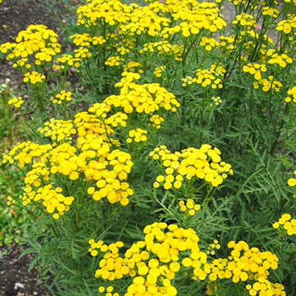 image de Tanacetum vulgare 